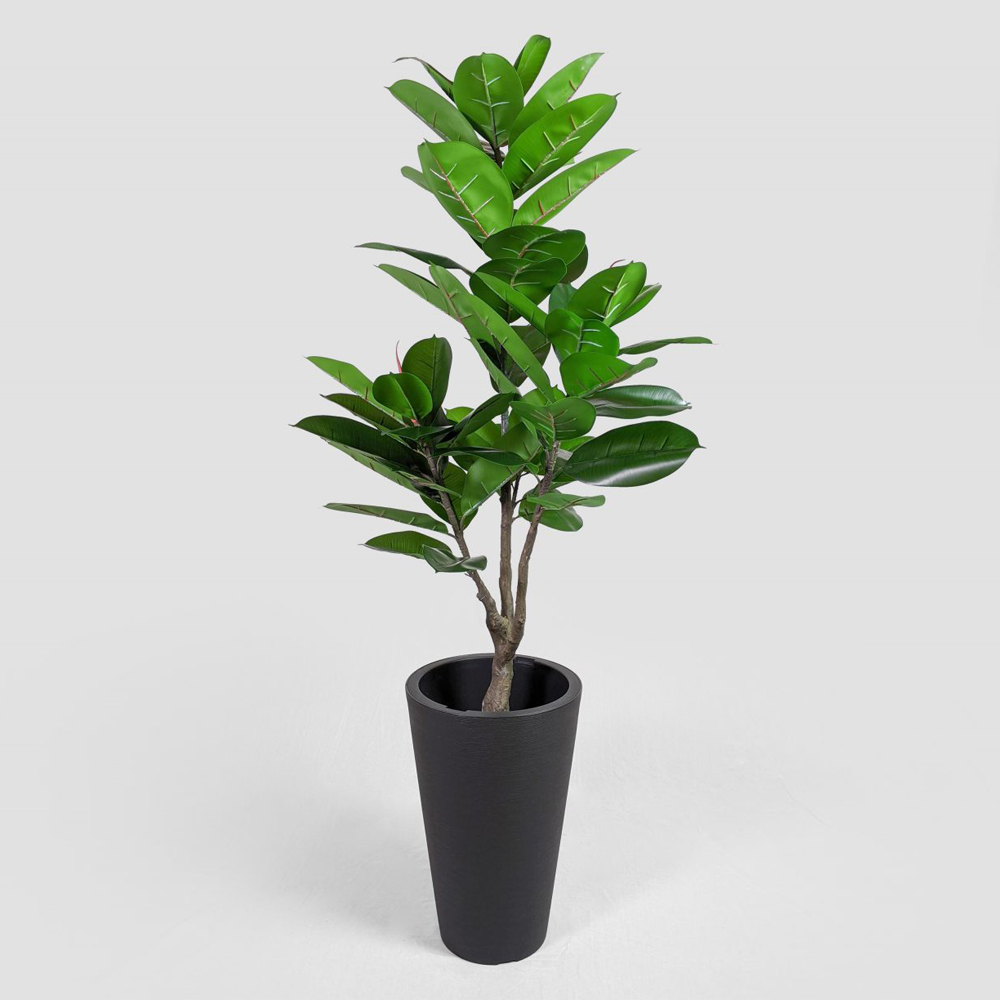 rubber_plant